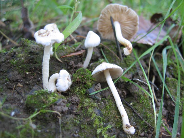 Inocybe geophylla