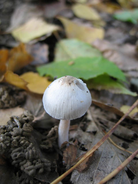 Inocybe geophylla