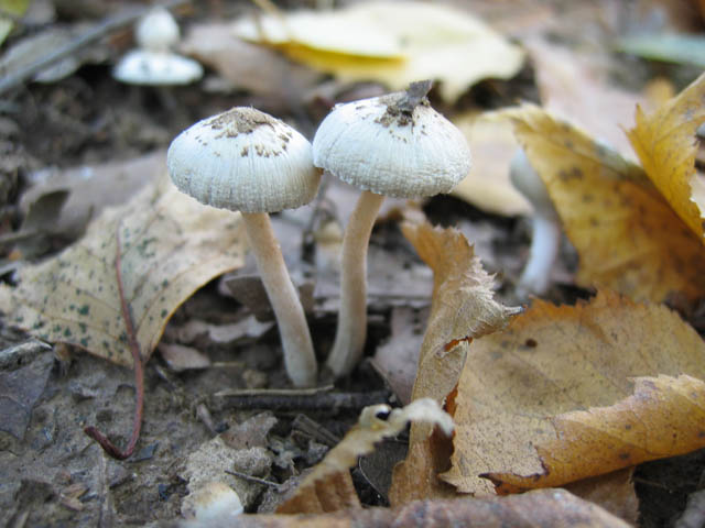 Inocybe geophylla