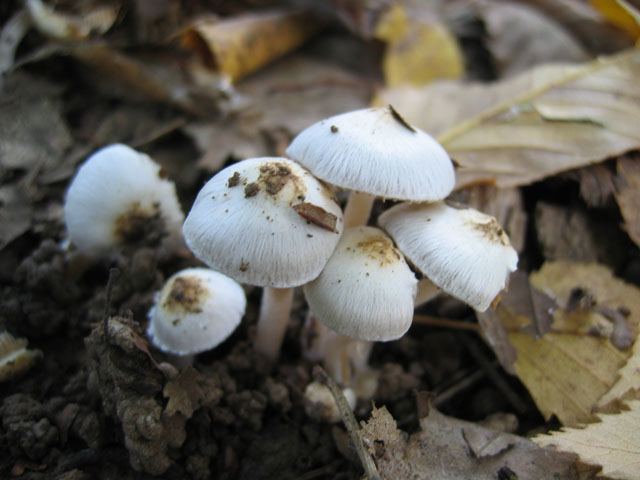 Inocybe geophylla