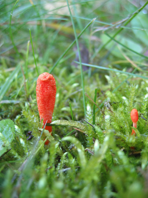 Cordyceps militaris