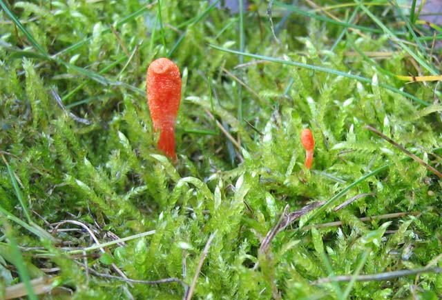 Cordyceps militaris