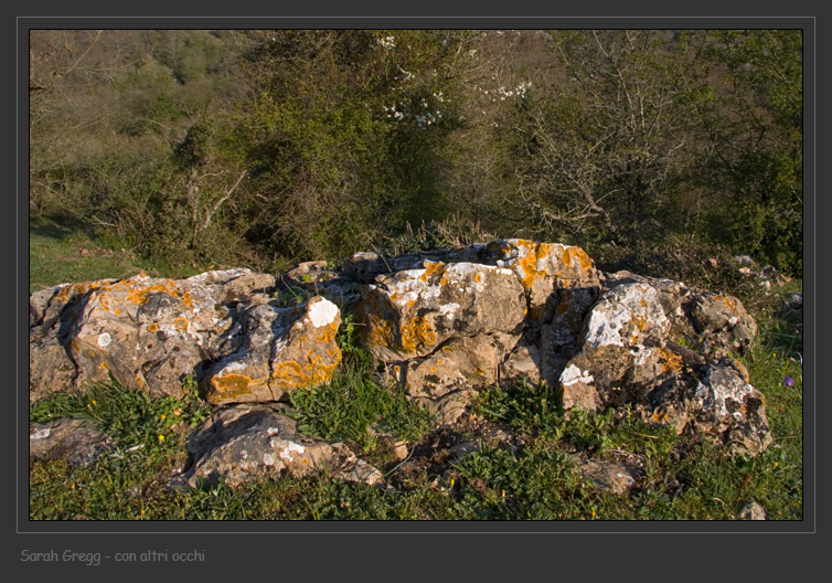 Diploschistes ocellatus da Monterano (RM)