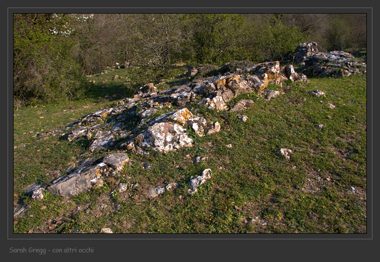 Diploschistes ocellatus da Monterano (RM)