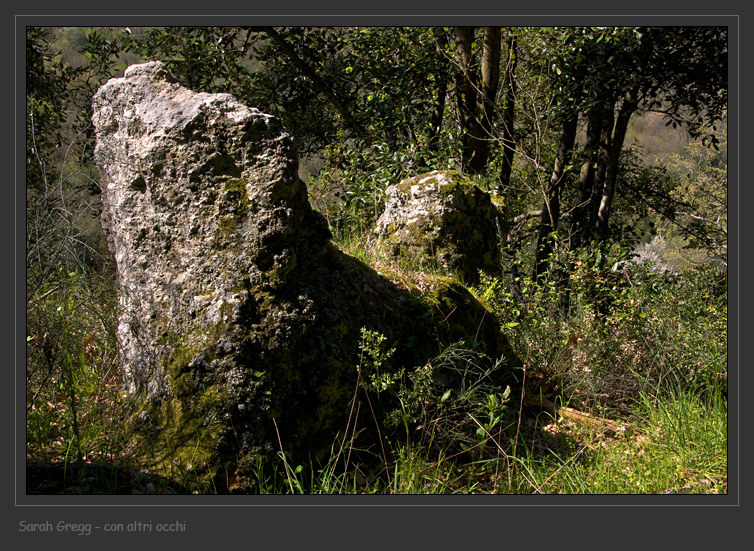 Parmelia saxatilis da Monterano (RM)