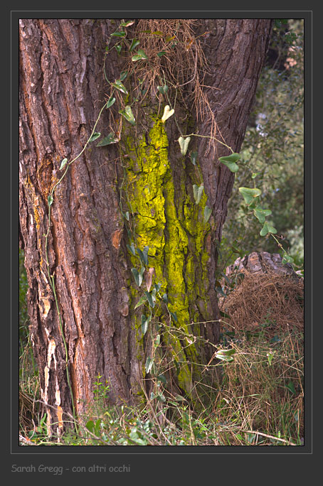 Lichene polveroso giallo su corteccia Chrysotrix candelaris