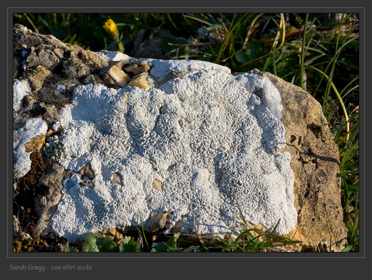 Diploschistes ocellatus da Monterano (RM)