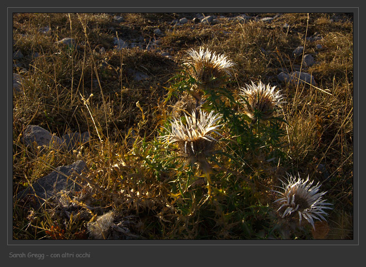 Carlina acaulis subsp caulescens