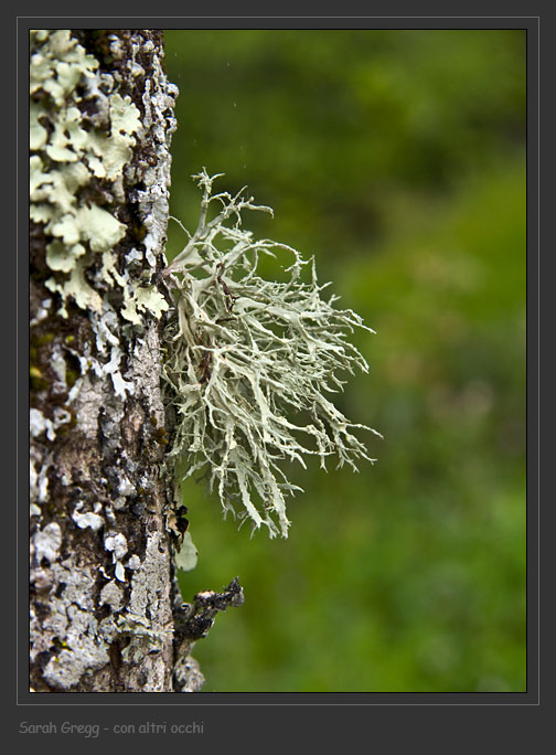 Ramalina farinacea