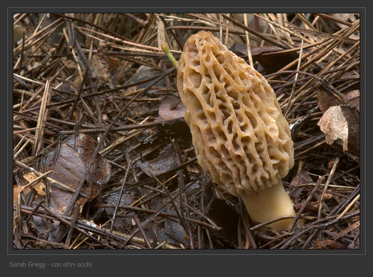 I funghi della Pineta di Castelfusano (Ostia)