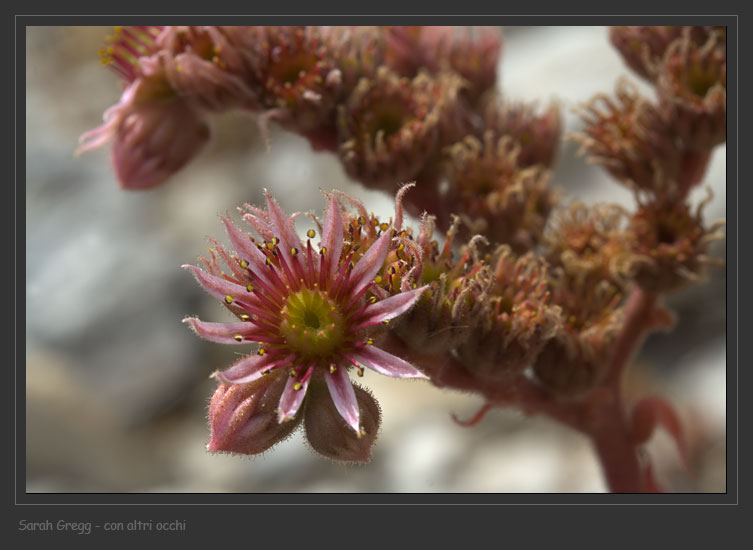 Sempre vivo ... Sempervivum tectorum