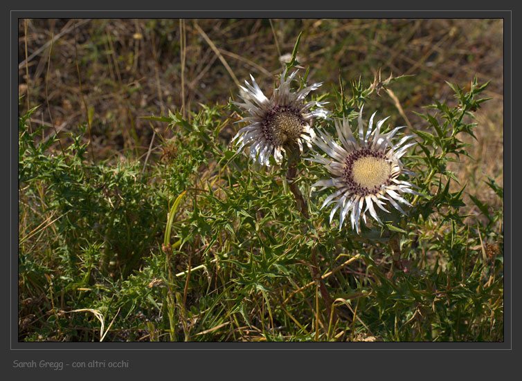 Carlina acaulis subsp caulescens