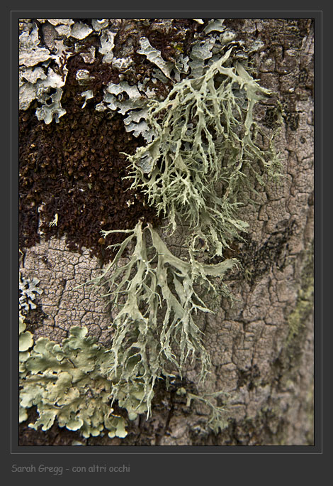 Ramalina farinacea