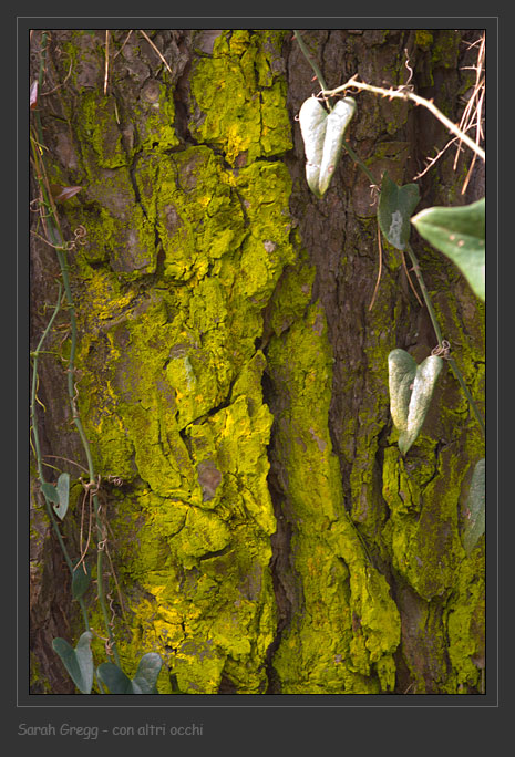 Lichene polveroso giallo su corteccia Chrysotrix candelaris