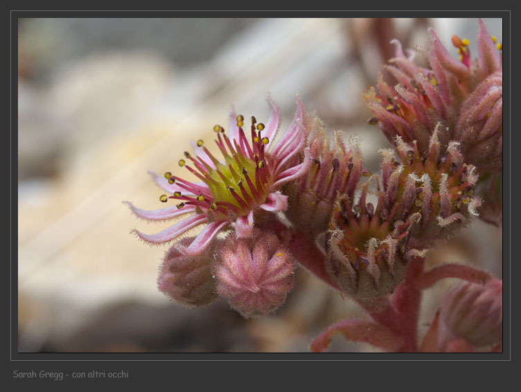 Sempre vivo ... Sempervivum tectorum