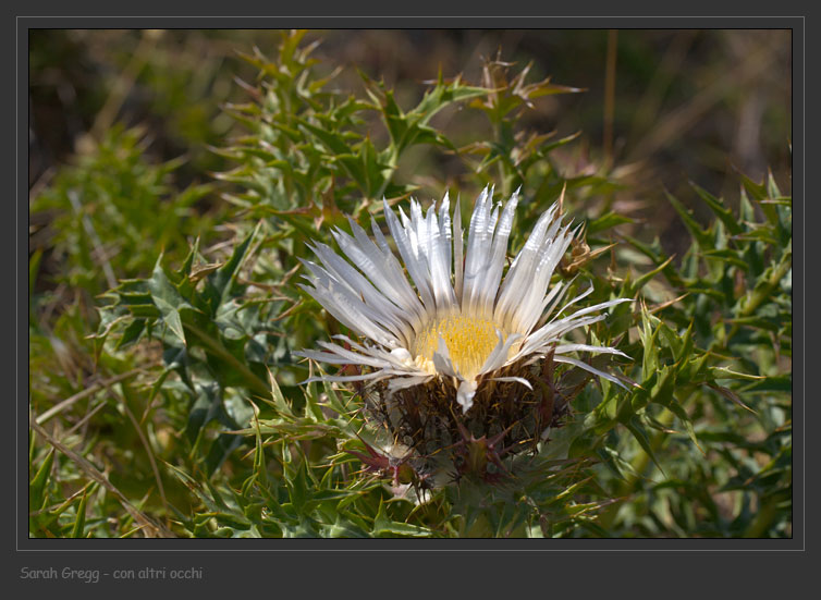 Carlina acaulis subsp caulescens