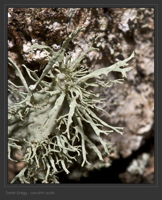 Ramalina farinacea