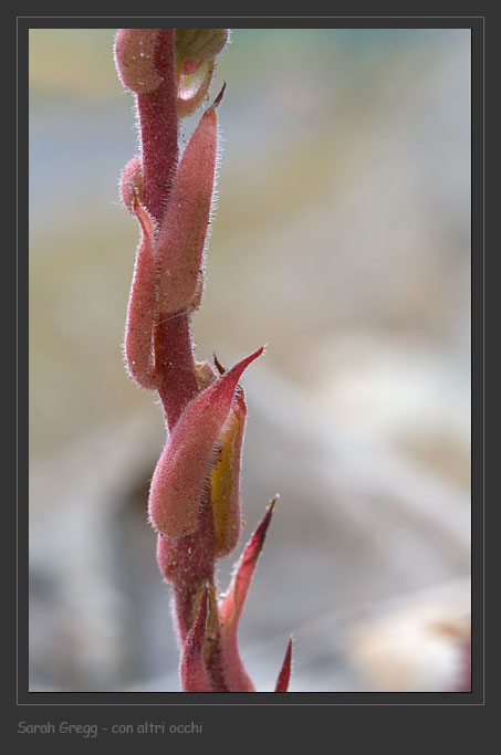 Sempre vivo ... Sempervivum tectorum