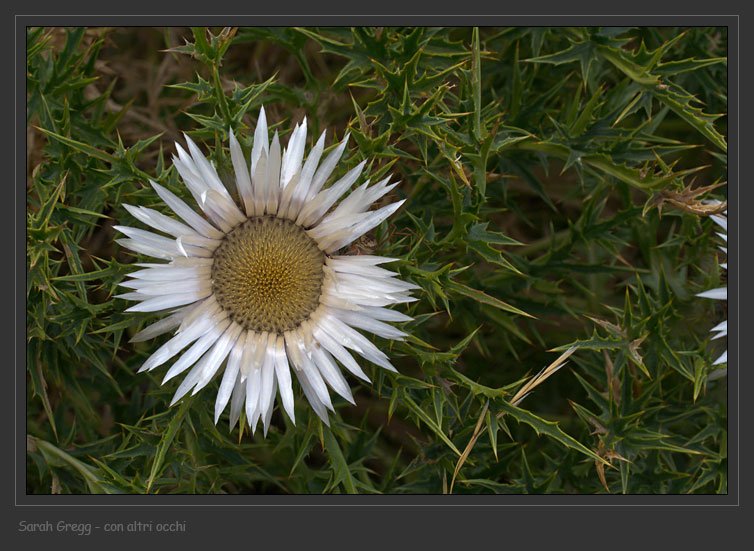 Carlina acaulis subsp caulescens