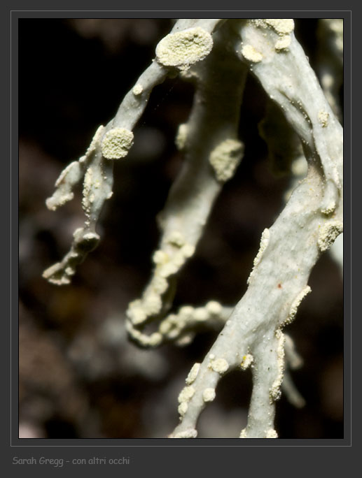 Ramalina farinacea