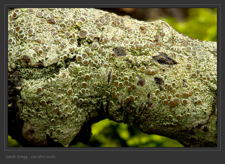 Lecanora dal litorale romano