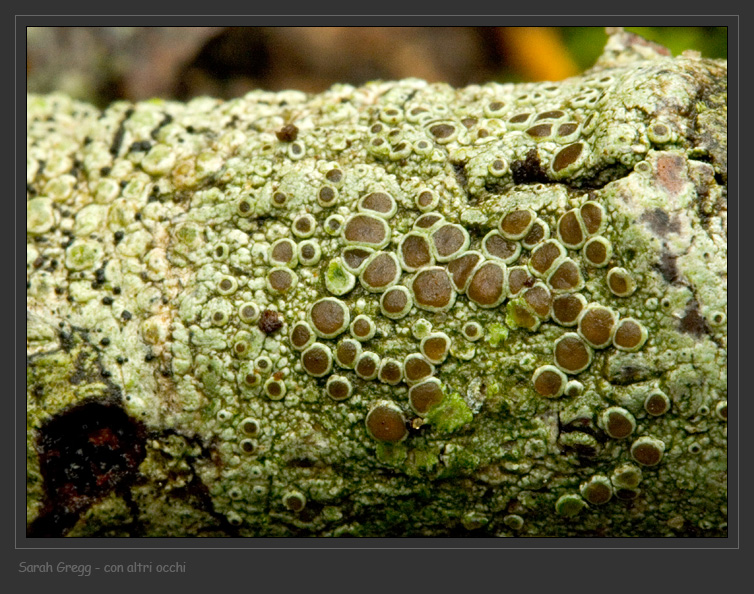 Lecanora dal litorale romano