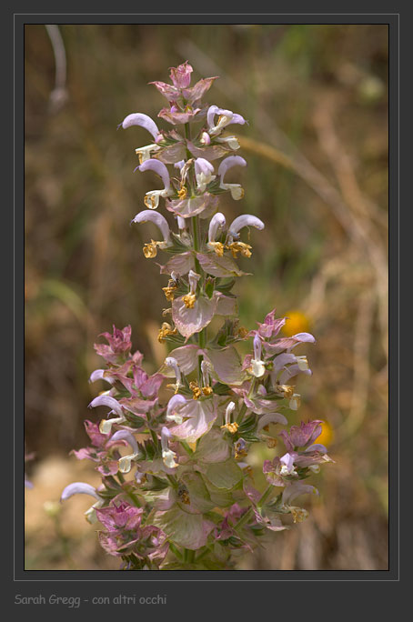 Salvia sclarea / Salvia moscatella