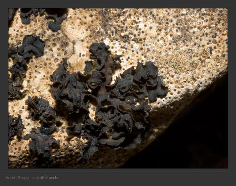 Collema cf. fuscovirens da Monterano (RM)