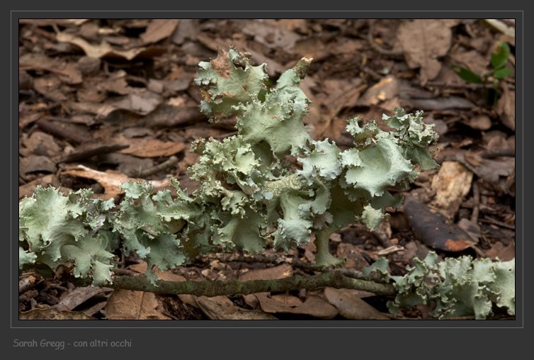 Parmotrema hypoleucinum