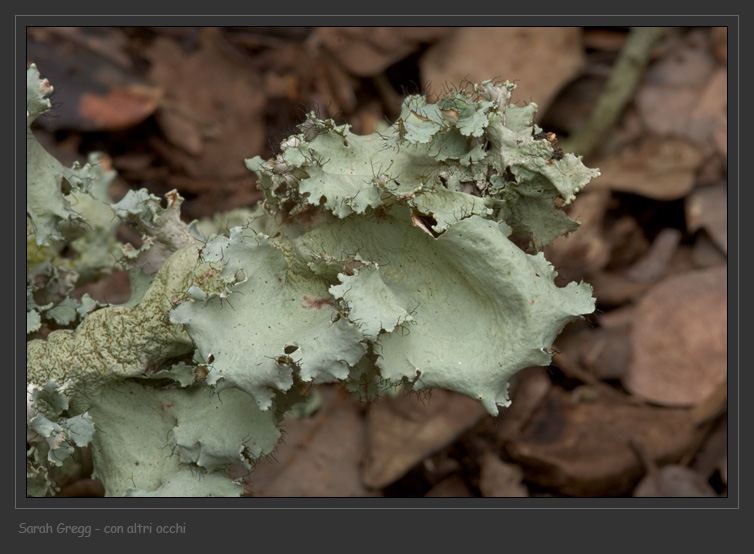 Parmotrema hypoleucinum