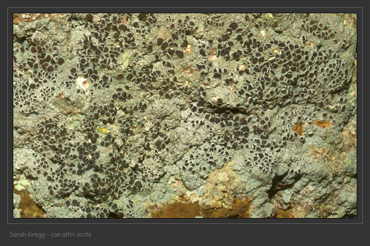 Lecanora cfr. campestris