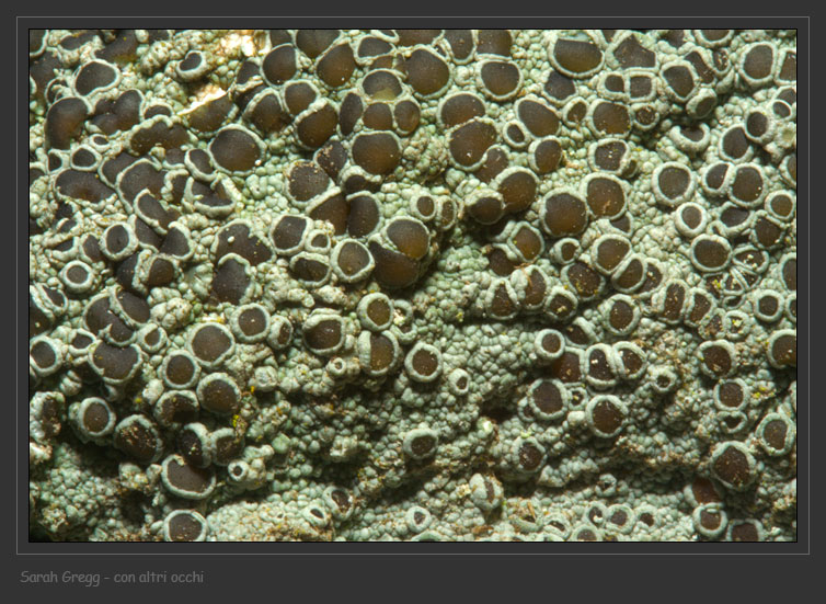 Lecanora cfr. campestris