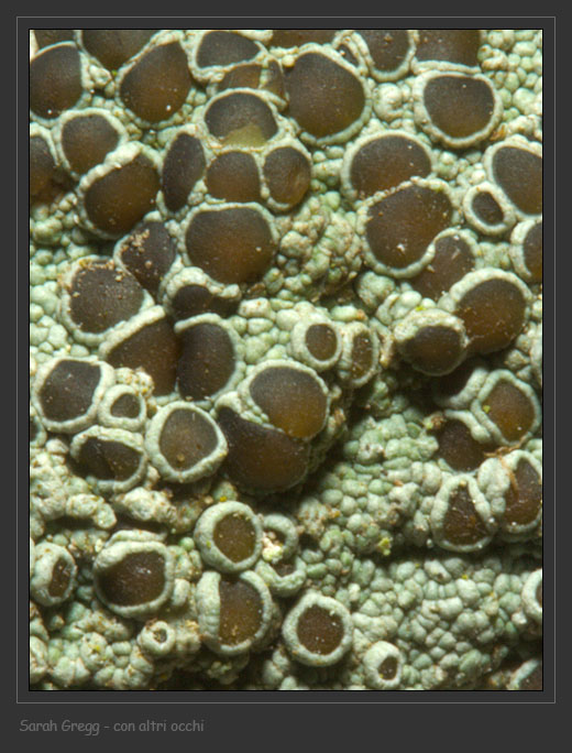 Lecanora cfr. campestris