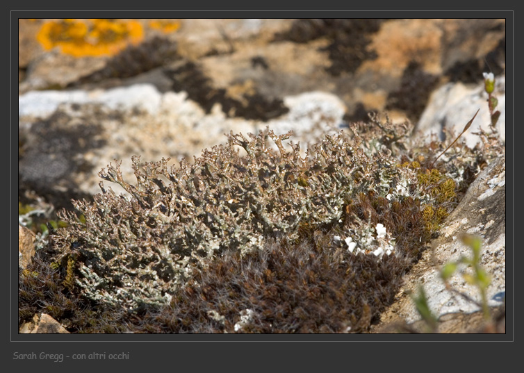 Cladonia rangiformis da Monterano (RM)