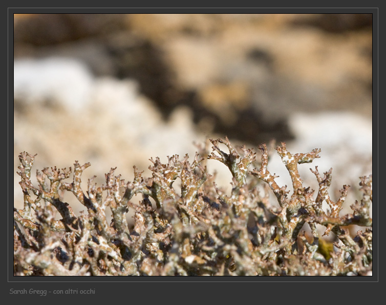 Cladonia rangiformis da Monterano (RM)