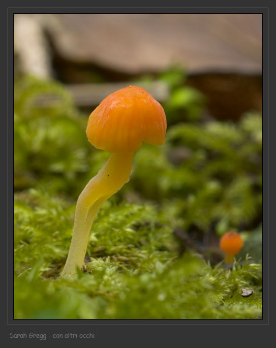 I funghi della Pineta di Castelfusano (Ostia)