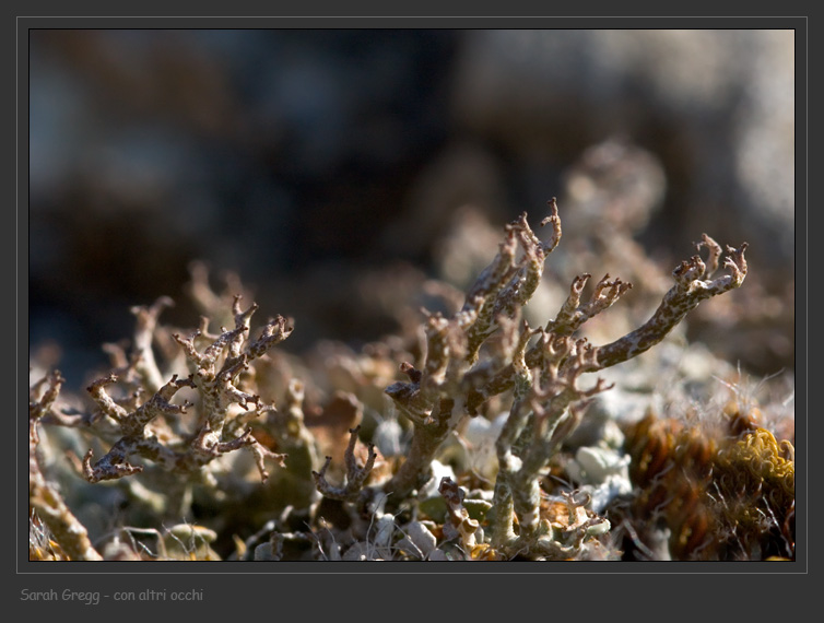 Cladonia rangiformis da Monterano (RM)