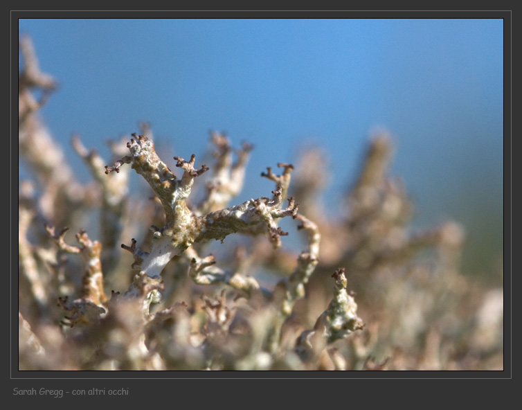 Cladonia rangiformis da Monterano (RM)