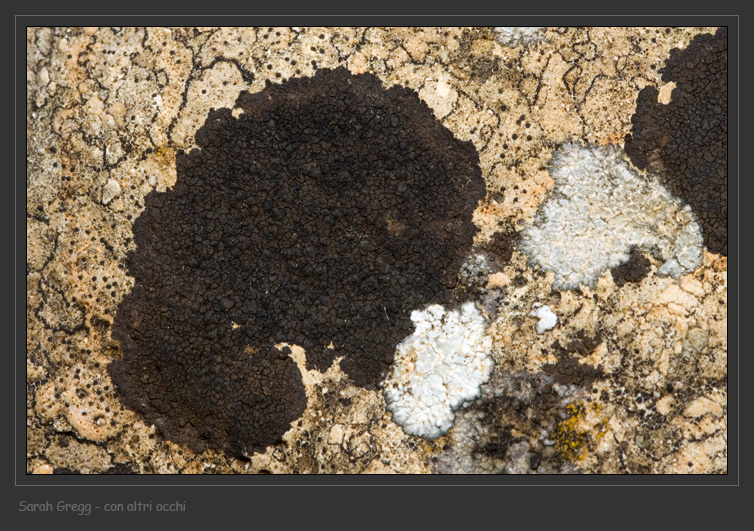 Verrucaria nigrescens da Monterano (RM)