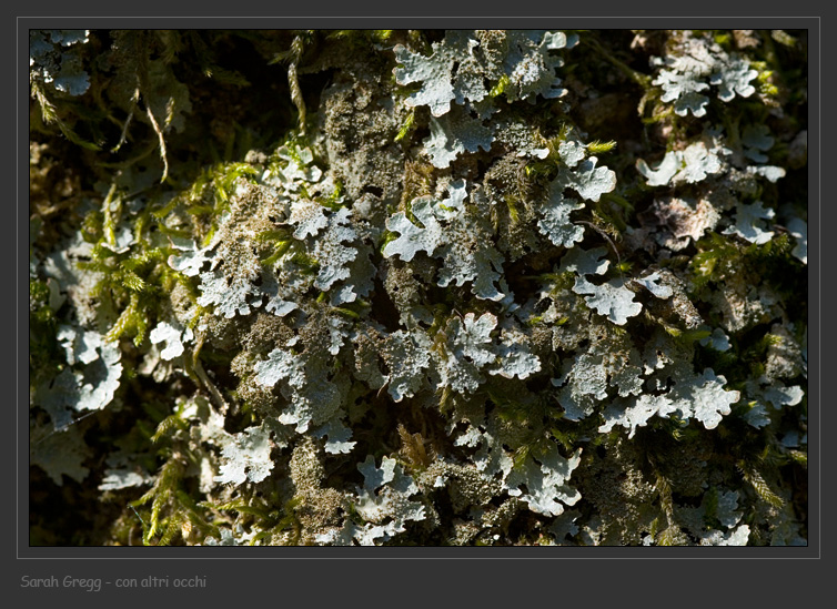 Parmelia saxatilis da Monterano (RM)