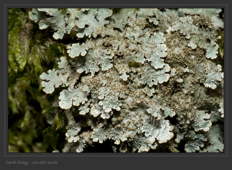 Parmelia saxatilis da Monterano (RM)