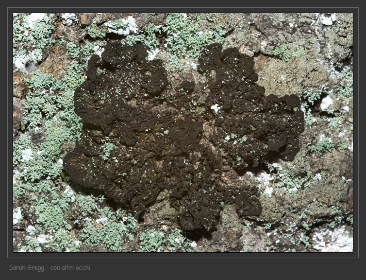 Collema ryssoleum da Monterano (RM)