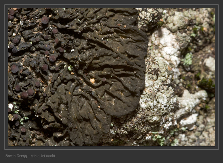 Collema ryssoleum da Monterano (RM)