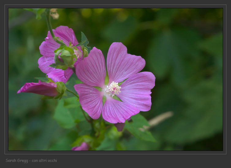 Malva alcea? no, Lavatera thuringiaca