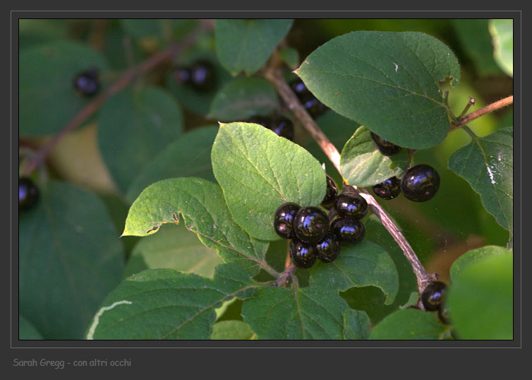 Lonicera xylosteum e Arctostaphylos uva-ursi