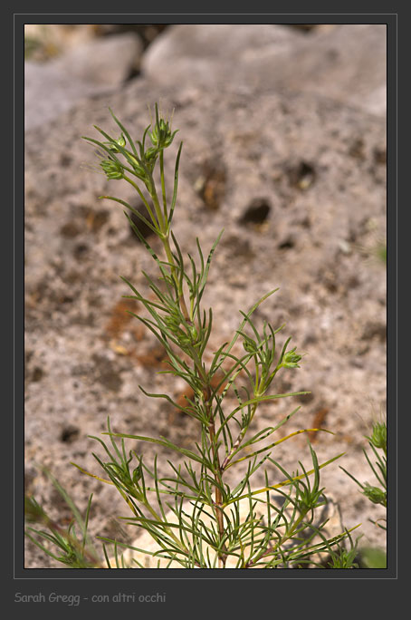 Plantago cynops / Piantaggine legnosa