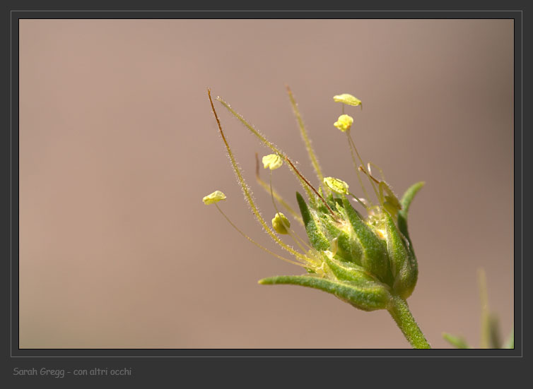 Plantago cynops / Piantaggine legnosa