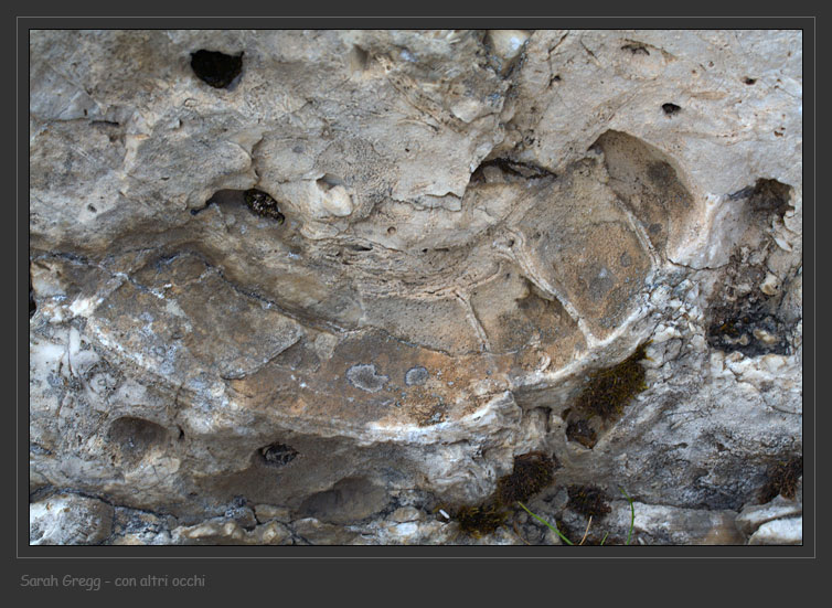 Due fossili dalla Majella