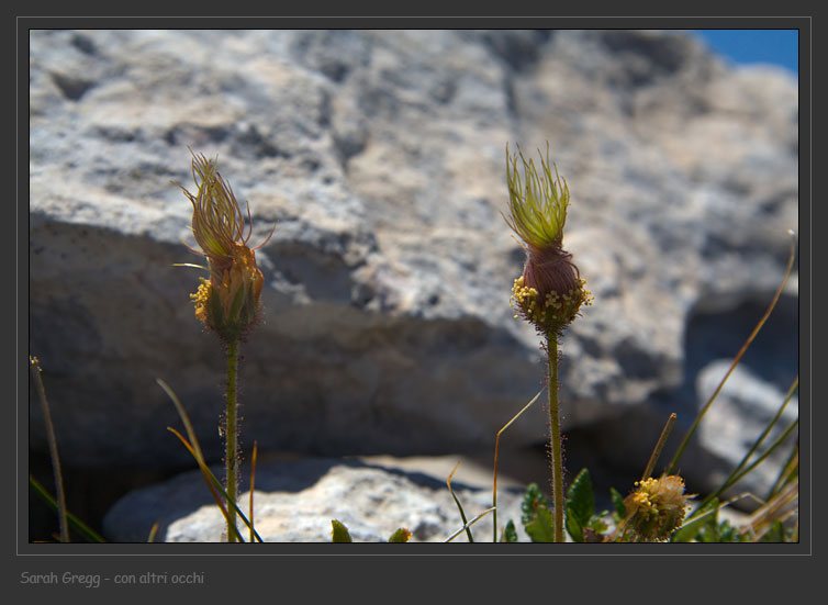 Dryas octopetala / Driade (infruttescenza)