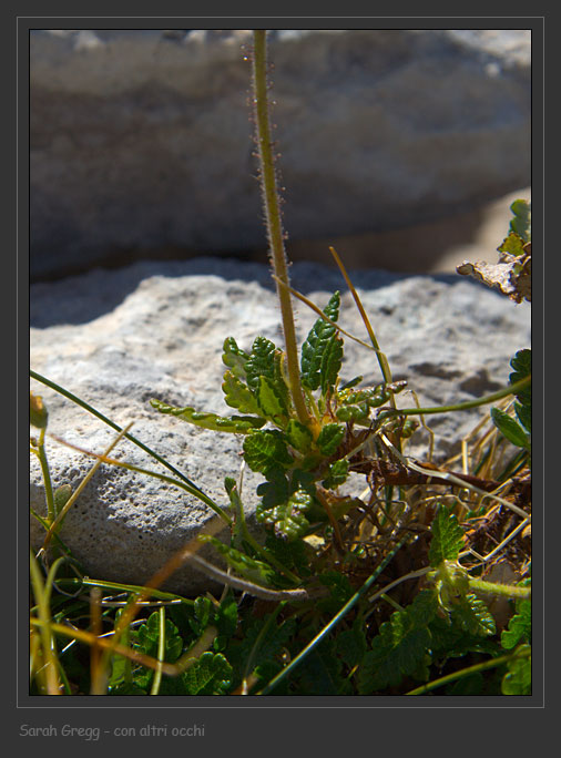 Dryas octopetala / Driade (infruttescenza)